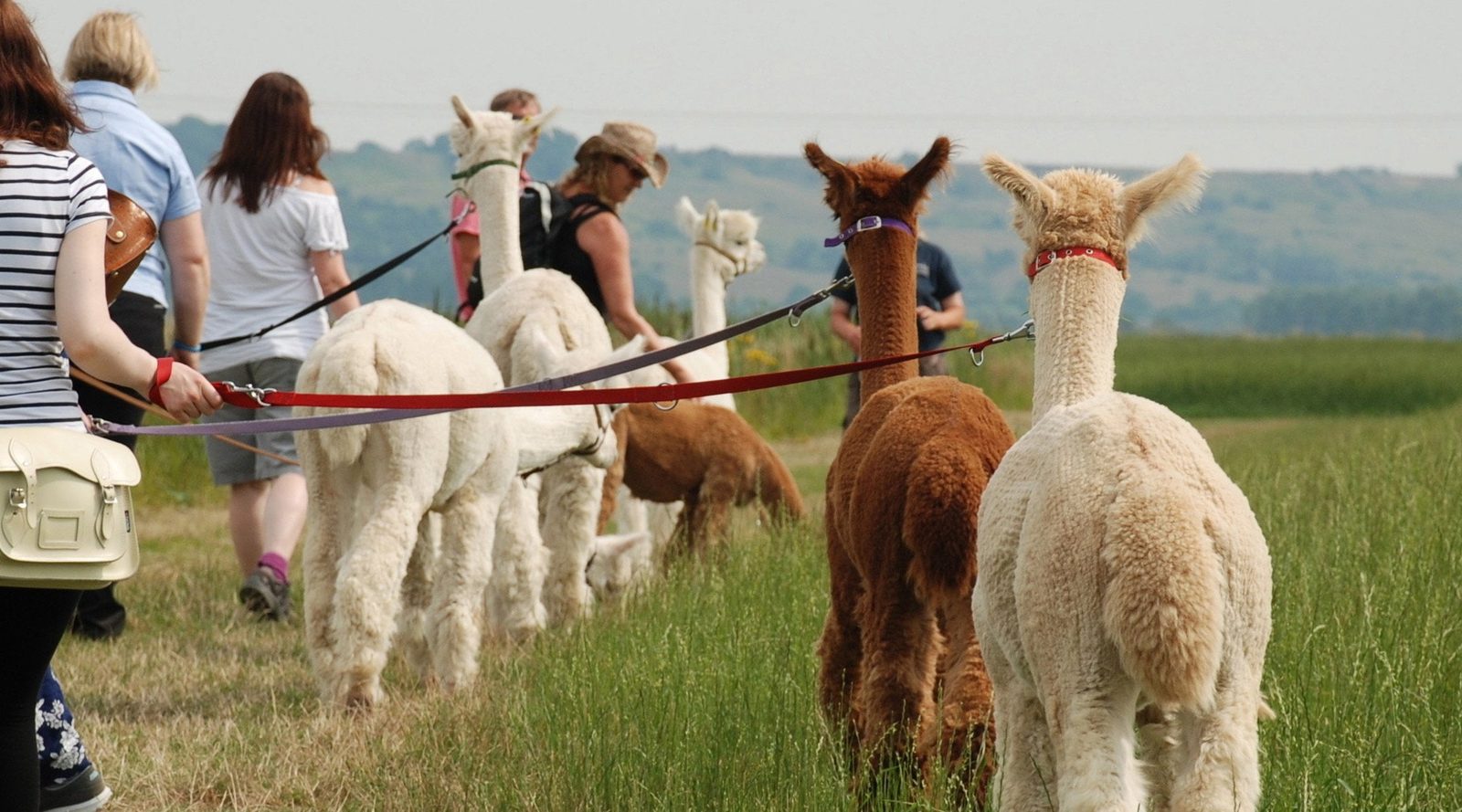 Walking alpacas across a Kent field